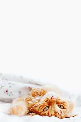 포토 JPG 해외이미지 한마리 실내 사람없음 반려동물 햇빛 고양이 이불 침대 반려묘 안락 해외포토 동물 1 가구 컨셉 포유류 침구 내부 태양 파일형식 이미지허브