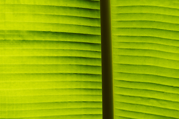 포토 JPG 해외이미지 나무 식물 선 백그라운드 잎 패턴 자연 벽지 추상 바나나 사람없음 초록색 여름 빛 환경 정원 봄 신선 묘사 유기농 질감 심플 내추럴 엘리먼트 해외포토 웰빙 계절 컬러 무늬 과일 생태계 파일형식 이미지허브