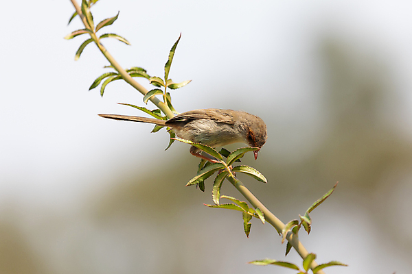 포토 JPG 해외이미지 나무 식물 동물 응시 여자 야생동물 잎 자연 조류 사람없음 야외 초록색 컬러풀 머리 정원 줄무늬 활발 흰색 나뭇가지 우아함 호주 깃털 부리 동물상 해외포토 시선 컬러 컨셉 무늬 사람 신체부위 조형물 오세아니아 생태계 파일형식 이미지허브