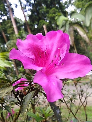 포토 JPG 해외이미지 식물 꽃 분홍색 백그라운드 잎 꽃무늬 농업 자연 벽지 검은배경 추상 사랑 미술 사람없음 야외 초록색 빛 뷰티 장미 정원 어둠 봄 벚꽃 개화 소프트포커스 진달래 다발 관목 가득함 원예 해외포토 나무 계절 감정 산업 컬러 무늬 문화예술 촬영기법 취미 검은색 생태계 파일형식 이미지허브