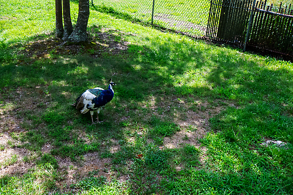 포토 JPG 해외이미지 동물 여자 남자 야생동물 패턴 날개 자연 조류 왕관 기술 동물원 사람없음 가로 초록색 파란색 뷰티 머리 활발 흰색 의식 우아함 공작 인도인 전시회 깃털 꼬리 부리 육식동물 목 보여주기 꿩 수탉 기간 깃털펜 멀티 수유 웅장함 터키석 해외포토 외국인 컬러 컨셉 무늬 모션 사람 동양인 신체부위 펜 전시 닭 보석 수컷 생태계 파일형식 이미지허브