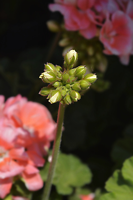 포토 JPG 해외이미지 식물 꽃 분홍색 잎 자연 사람없음 야외 초록색 정원 봄 흰색 닫기 해외포토 계절 컬러 모션 생태계 파일형식 이미지허브