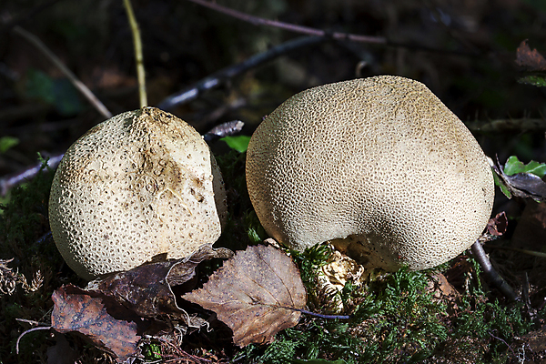 포토 JPG 해외이미지 식물 계절 음식 백그라운드 공 자연 이끼 사람없음 야외 가로 갈색 버섯 성장 가을 흰색 시골 원형 닫기 숲 큼 유기농 날것 곰팡이 삼림지대 캡모자 세련 해외포토 도형 모자_잡화 웰빙 컬러 모션 크기 생태계 파일형식 이미지허브