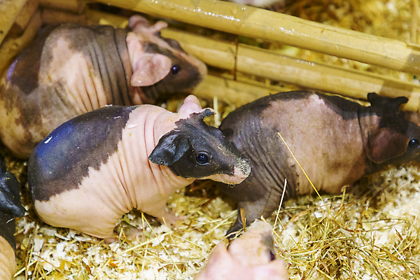 포토 JPG 해외이미지 동물 척추동물 행복 얼굴 음식 백그라운드 포유류 자연 수염 털 성인 사람없음 야외 빨간색 초록색 반려동물 뷰티 갈색 검은색 흰색 아기 돼지 닫기 볏짚 설치류 작음 모피 새장 고립 기르기 변기통 해외포토 감정 컬러 모션 사람 신체부위 짚 크기 생태계 돌봄 케이지 파일형식 이미지허브