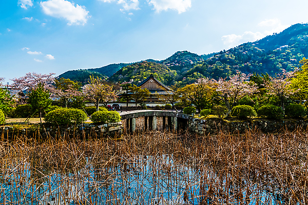 포토 JPG 해외이미지 나무 식물 계절 공원 꽃 아시아 문화 길 호수 선 분홍색 백그라운드 잎 건축양식 자연 산 주택 건조 동양인 사람없음 야외 초록색 물 뷰티 평화 정원 일본 봄 벚꽃 바위 연못 체리 숲 조경 엽서 장면 교토 옛날 해외포토 자연요소 공공시설 건축 나라 컬러 컨셉 과일 인종 건물 돌_바위 편지 생태계 파일형식 이미지허브