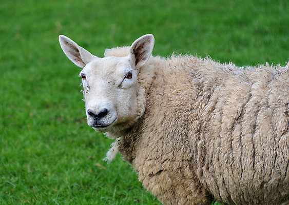 포토 JPG 해외이미지 동물 얼굴 농업 포유류 자연 사람없음 초록색 농장 머리 가축 흰색 양 군중 양고기 양모 밭일 해외포토 산업 컬러 육류 사람 신체부위 직물 생태계 파일형식 이미지허브