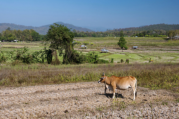 포토 JPG 해외이미지 나무 식물 동물 아시아 문화 여행 백그라운드 밭 농업 태국 자연 하늘 밥 산 동양인 사람없음 야외 초록색 농장 흰색 시골 소 언덕 해외포토 나라 산업 음식 컬러 포유류 인종 생태계 파일형식 이미지허브