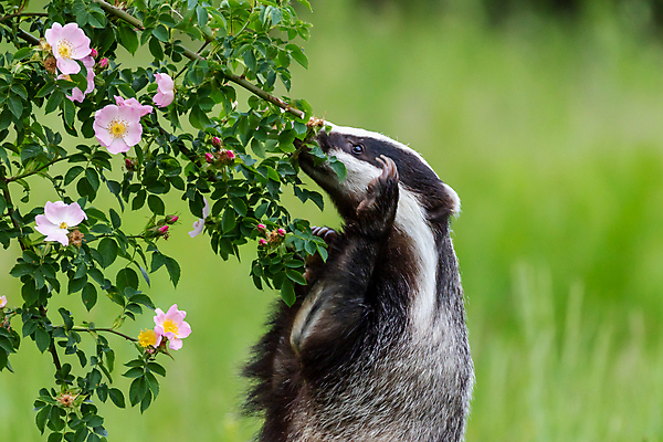 포토 JPG 해외이미지 식물 동물 1 유럽 야생동물 새끼 포즈 포유류 자연 털 흑백 서기 성인 사람없음 야외 초록색 머리 검은색 줄무늬 회색 흰색 개화 황무지 숲 육식동물 체코 서식지 내추럴 동물상 해외포토 꽃 나라 컬러 무늬 모션 촬영기법 사람 신체부위 조형물 생태계 파일형식 이미지허브