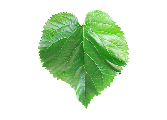 포토 JPG 해외이미지 식물 백그라운드 잎 과일 사람없음 초록색 흰색 신선 싱글 질감 포도나무 내추럴 고립 해외포토 컬러 과일나무 파일형식 이미지허브