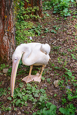 포토 JPG 해외이미지 동물 호수 야생동물 날개 자연 조류 사람없음 야외 물 강 흰색 연못 큼 펠리컨 깃털 물새 계산서 해외포토 자연요소 컬러 크기 생태계 파일형식 이미지허브