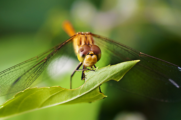 포토 JPG 해외이미지 식물 동물 공원 야생동물 곤충 잎 신체 날개 오렌지 자연 사람없음 야외 초록색 노란색 정원 용 투명 잠자리 그림 해외포토 공공시설 컬러 과일 생태계 파일형식 이미지허브