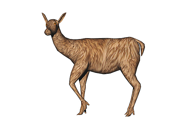 포토 JPG 해외이미지 동물 털 사람없음 그래픽 자르기 순록 암사슴 반추동물 해외포토 모션 사슴 암컷 파일형식 이미지허브