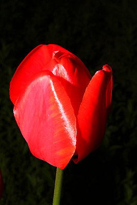 포토 JPG 해외이미지 꽃잎 꽃 백그라운드 사람없음 튤립 해외포토 식물 파일형식 이미지허브