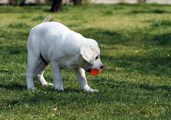 포토 JPG 해외이미지 응시 공원 행복 어린이 놀이 탁자 사람없음 반려동물 노란색 귀여움 기쁨 개 리트리버 달콤 강아지 래브라도리트리버 위치 창백 기르기 유래 해외포토 동물 시선 공공시설 감정 컬러 가구 컨셉 포유류 사람 맛 돌봄 파일형식 이미지허브