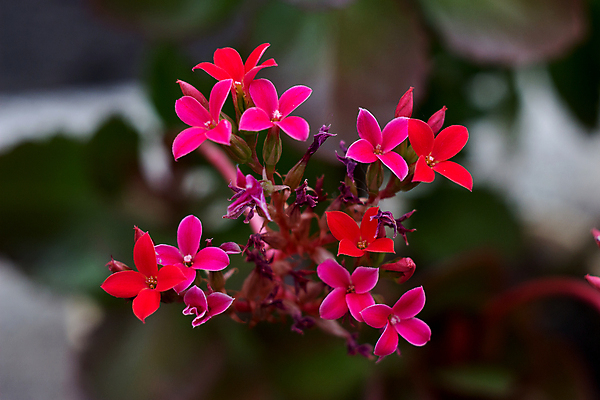 포토 JPG 해외이미지 식물 꽃잎 꽃 분홍색 잎 꽃무늬 자연 사람없음 빨간색 초록색 여름 정원 보라색 벚꽃 신선 내추럴 해외포토 계절 컬러 무늬 생태계 파일형식 이미지허브