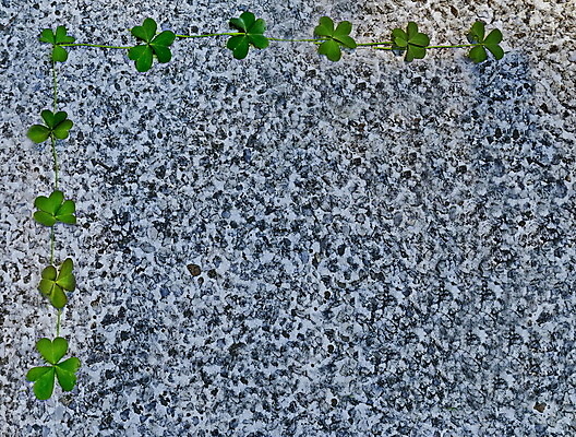 포토 JPG 해외이미지 식물 공원 꽃 행복 줄기 꽃다발 백그라운드 잎 텍스트 자연 사람없음 야외 초록색 여름 햇빛 뷰티 맑음 봄 들꽃 시골 인사 신선 닫기 클로버 심볼 모자이크 남쪽 내추럴 강렬 불가리아 해외포토 계절 공공시설 감정 컬러 모션 날씨 태양 예절 방향 생태계 파일형식 남유럽 이미지허브