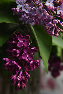 포토 JPG 해외이미지 식물 계절 꽃잎 꽃 결혼 백그라운드 잎 꽃무늬 패턴 자연 프레임 발렌타인데이 사랑 사람없음 장식 여름 뷰티 정원 보라색 봄 벚꽃 축하 인사 신용카드 생일 개화 다발 제비꽃 원예 향기 초대 라일락 내추럴 구성 해외포토 기념일 감정 컬러 컨셉 무늬 데이이벤트 이벤트 취미 금융 예절 생태계 냄새 파일형식 이미지허브
