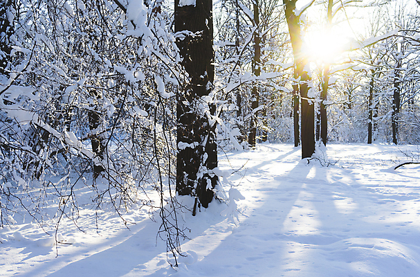 포토 JPG 해외이미지 나무 계절 공원 백그라운드 크리스마스 겨울 자연 하늘 날씨 풍경 사람없음 야외 목재 가로 파란색 빛 햇빛 태양 뷰티 일출 맑음 얼음 일몰 추위 흰색 신선 숲 서리 장면 자작나무 내추럴 눈내림 해외포토 자연요소 식물 공공시설 기념일 컬러 재료 눈_날씨 노을 생태계 파일형식 이미지허브