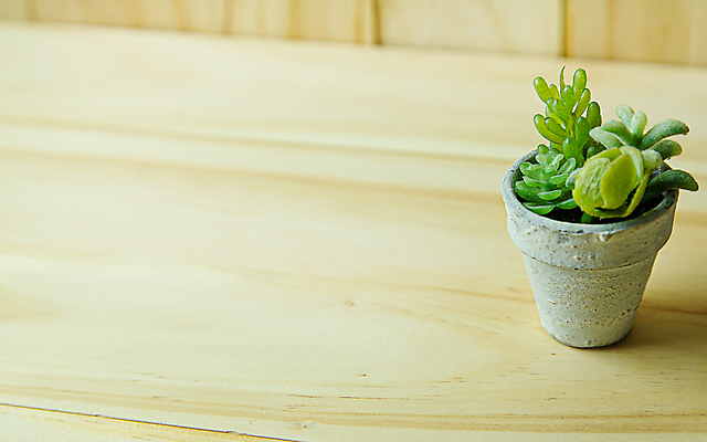 포토 JPG 해외이미지 식물 디자인 꽃 백그라운드 잎 꽃무늬 자연 탁자 선인장 주택 선물 사람없음 내부 목재 장식 초록색 정원 성장 흰색 신선 냄비 정상 작음 질감 내추럴 심기 해외포토 나무 컬러 가구 무늬 재료 모션 건물 솥 크기 생태계 파일형식 이미지허브