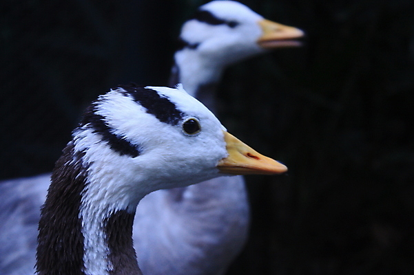 포토 JPG 해외이미지 동물 커플 야생동물 2 농업 회사 자연 조류 오리 건강 육류 들기 사람없음 야외 초록색 반려동물 농장 걷기 맑음 회색 자유 흰색 시골 그룹 깃털 생태계 생물학 부리 목 거위 돛대 내추럴 무료 바이오 밭일 해외포토 교육 산업 컬러 컨셉 식재료 비즈니스 관계 모션 날씨 신체부위 파일형식 이미지허브
