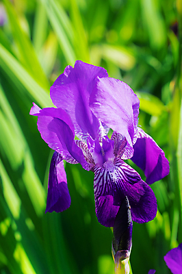 포토 JPG 해외이미지 식물 계절 꽃잎 꽃 사람없음 파란색 뷰티 머리 정원 보라색 신선 제비꽃 화단 붓꽃 해외포토 컬러 신체부위 파일형식 이미지허브