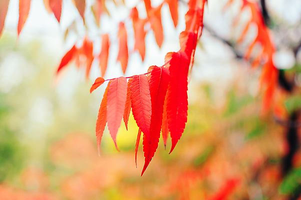 포토 JPG 해외이미지 백그라운드 낙엽 사람없음 야외 아웃포커스 빨간색 해외포토 컬러 잎 촬영기법 파일형식 이미지허브