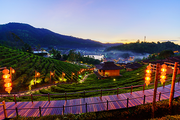 포토 JPG 해외이미지 나무 식물 아시아 음료 여행 백그라운드 잎 밭 농업 태국 자연 하늘 산 풍경 사람없음 초록색 여름 햇빛 농장 농경지 정원 계곡 중국 일몰 봄 금지 성장 시골 신선 차 숲 땅 허브 언덕 유기농 장면 말레이시아 내추럴 해외포토 웰빙 계절 나라 산업 컬러 태양 노을 생태계 파일형식 이미지허브