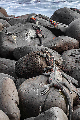 포토 JPG 해외이미지 동물 남자 야생동물 바다 섬 여행 크리스마스 파충류 자연 국립공원 종류 사람없음 빨간색 물 머리 여행객 게 남아메리카 큼 흔들림 도마뱀 에콰도르 이구아나 갈라파고스 멸종 떨림 동물상 해외포토 자연요소 공원 기념일 컬러 모션 갑각류 아메리카 사람 신체부위 조형물 크기 생태계 파일형식 이미지허브
