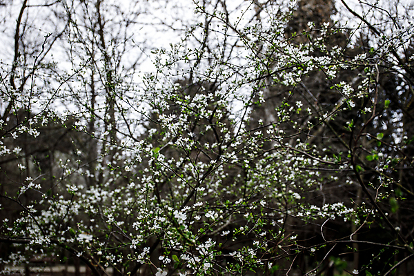 포토 JPG 해외이미지 나무 식물 구름 계절 공원 꽃잎 꽃 백그라운드 잎 꽃무늬 패턴 밭 자연 하늘 풍경 잔디 사람없음 야외 초록색 여름 파란색 빛 태양 뷰티 노란색 환경 정원 맑음 검은색 봄 벚꽃 흰색 시골 개화 숲 작음 장면 내추럴 캐모마일 해외포토 자연요소 공공시설 컬러 무늬 농업 날씨 크기 허브 생태계 파일형식 이미지허브