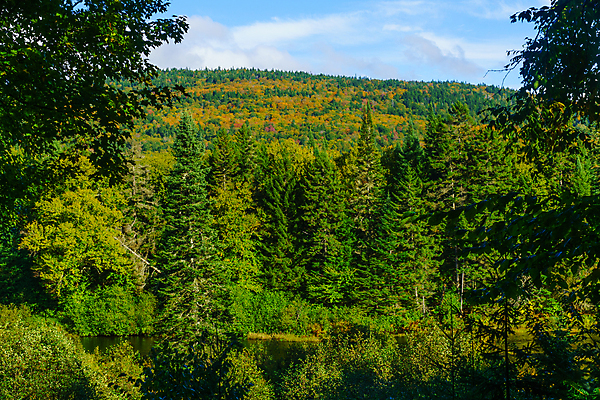 포토 JPG 해외이미지 나무 식물 계절 공원 호수 여행 잎 캐나다 북아메리카 오렌지 자연 산 국립공원 사람없음 야외 빨간색 초록색 컬러풀 뷰티 노란색 미국 침묵 시골 황금 숲 언덕 장면 내추럴 전국 해외포토 공공시설 컬러 과일 아메리카 소리 생태계 파일형식 이미지허브