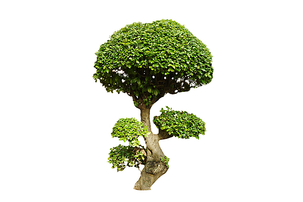 포토 JPG 해외이미지 모양 나무 식물 전통 계절 아시아 줄기 백그라운드 낙엽 잎 자연 미술 동양인 사람없음 야외 장식 초록색 여름 환경 정원 봄 성장 흰색 나뭇가지 소나무 숲 큼 오브젝트 원예 잡동사니 분재 내추럴 고립 생태학 옛날 그리너리 세련 해외포토 교육 나라 컬러 문화예술 인종 취미 크기 생태계 파일형식 트랜드컬러 이미지허브