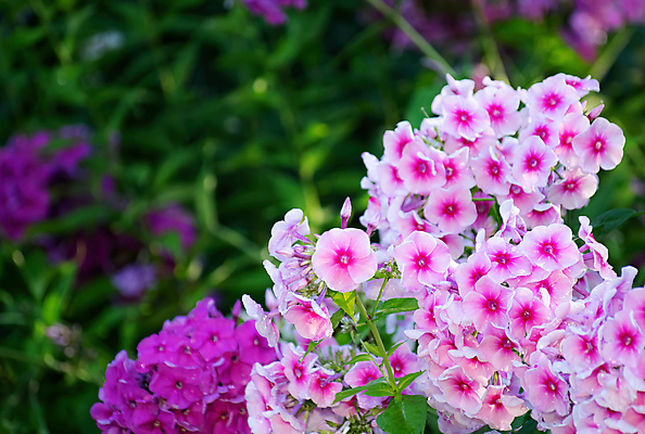 포토 JPG 해외이미지 식물 꽃 분홍색 백그라운드 꽃무늬 사람없음 정원 보라색 봄 벚꽃 제비꽃 화단 많음 해외포토 계절 컬러 컨셉 무늬 파일형식 이미지허브