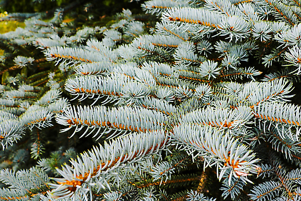 포토 JPG 해외이미지 나무 식물 전통 계절 문화 백그라운드 잎 크리스마스 겨울 패턴 자연 휴가 새로움 털 풍경 사람없음 야외 목재 장식 초록색 여름 빛 뷰티 환경 추위 흰색 나뭇가지 신선 소나무 숲 12월 연도 질감 상록수 침엽수 전나무 원뿔 내추럴 가문비나무 해외포토 도형 기념일 컬러 컨셉 무늬 재료 날짜 생태계 파일형식 이미지허브
