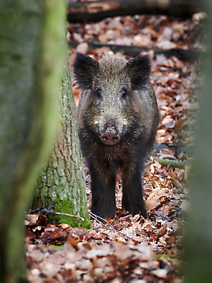 포토 JPG 해외이미지 동물 남자 여유 야생동물 백그라운드 곰 포유류 자연 생물 털 서기 사람없음 야외 가로 세계 갈색 평화 펼침 신선 돼지 주식 숲 위험 무서움 수줍음 사냥 귀 주둥이 멧돼지 경보 공격적 무료 요금 테마 해외포토 감정 컬러 컨셉 모션 사람 신체부위 금융 생태계 파일형식 이미지허브