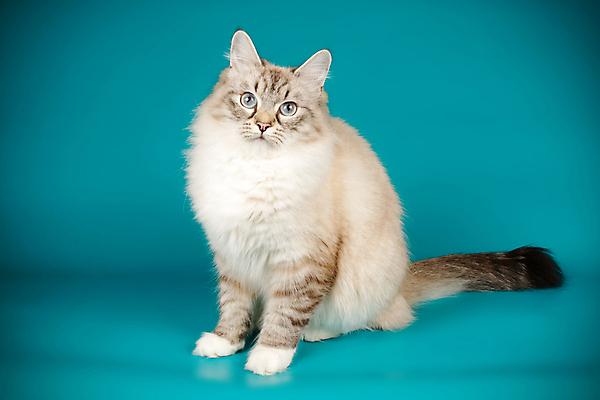 포토 JPG 해외이미지 한마리 사람없음 파란색 반려동물 고양이 네바마스커레이드 해외포토 동물 1 컬러 포유류 파일형식 이미지허브