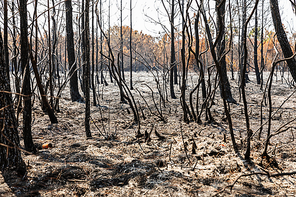 포토 JPG 해외이미지 나무 식물 계절 공원 야생동물 태국 자연 불 추상 건조 풍경 사람없음 목재 환경 가을 나뭇가지 죽음 뜨거움 숲 열대우림 땅 가뭄 지구온난화 삼림지대 재 현상 화상 해외포토 자연요소 동물 공공시설 아시아 무늬 재료 날씨 상처 생태계 기후변화 파일형식 이미지허브