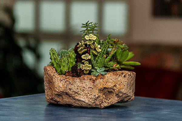 포토 JPG 해외이미지 식물 계절 꽃잎 꽃 백그라운드 잎 패턴 자연 선인장 주택 사람없음 장식 뷰티 환경 정원 보라색 미니어처 사막 껍질 신선 뜨거움 원형 우아함 수집 원예 질감 리빙 내추럴 생태학 심기 영원 정물화 세련 해외포토 도형 교육 컬러 컨셉 무늬 모션 취미 건물 모형 그림 생태계 파일형식 이미지허브