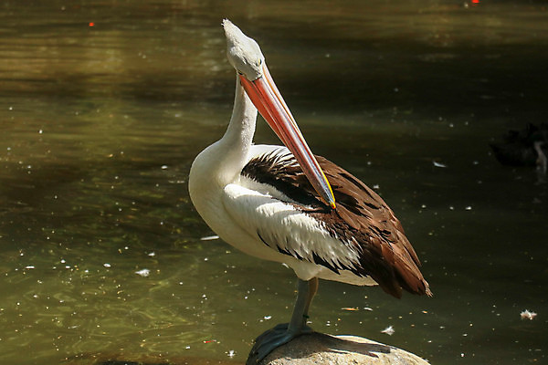 포토 JPG 해외이미지 동물 공원 호수 야생동물 여행 백그라운드 날개 자연 조류 풍경 사람없음 야외 세로 물 여름 강 태양 뷰티 환경 맑음 수영 줄무늬 흰색 연못 우아함 호주 펠리컨 깃털 그림 부리 물새 내추럴 목차 해외포토 자연요소 계절 공공시설 컬러 컨셉 무늬 날씨 수상스포츠 오세아니아 생태계 파일형식 이미지허브