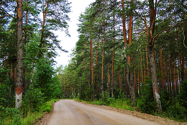 포토 JPG 해외이미지 나무 식물 계절 공원 도로 길 여행 백그라운드 잎 자연 아침 풍경 사람없음 야외 목재 초록색 여름 빛 햇빛 환경 봄 성장 시골 신선 소나무 숲 오솔길 침엽수 전나무 내추럴 굴곡 방법 해외포토 주간 공공시설 컬러 재료 교통시설 태양 생태계 파일형식 이미지허브