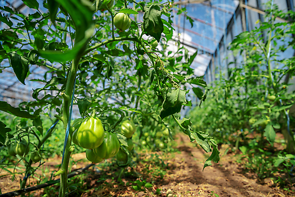 포토 JPG 해외이미지 식물 계절 음식 줄기 잎 농업 다이어트 토마토 채소 재료 자연 건강 사람없음 초록색 농작물 농장 새싹 정원 흙 수확 성장 나뭇가지 신선 선택 다발 유기농 원예 내추럴 모종 밭일 온실 채식주의자 세련 해외포토 나무 웰빙 산업 컬러 컨셉 취미 생태계 채식 파일형식 이미지허브