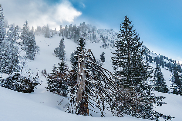 포토 JPG 해외이미지 나무 계절 공원 도로 여행 크리스마스 겨울 밭 자연 아침 날씨 스키 산 파노라마 경사 사람없음 야외 파란색 빛 태양 얼음 새벽 하이킹 추위 흰색 시골 소나무 숲 언덕 빙하 서리 장면 천국 2월 방법 서쪽 설피 절정 눈내림 해외포토 주간 자연요소 식물 공공시설 기념일 길 컬러 농업 교통시설 레저 겨울스포츠 눈_날씨 촬영기법 날짜 방향 생태계 파일형식 이미지허브