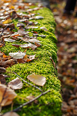 포토 JPG 해외이미지 나무 디자인 계절 백그라운드 단풍 잎 패턴 자연 벽지 표면 추상 프레임 이끼 미술 사람없음 야외 목재 초록색 빛 노란색 세일 우주 버섯 공백 가을 거친 황금 숲 질감 자작나무 타이틀 옛날 카피스페이스 해외포토 식물 컬러 무늬 재료 문화예술 생태계 파일형식 이미지허브