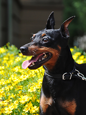 포토 JPG 해외이미지 공원 꽃 행복 사람없음 야외 반려동물 개 강아지 미니어처핀셔 충실 해외포토 식물 동물 공공시설 감정 포유류 파일형식 핀셔 이미지허브