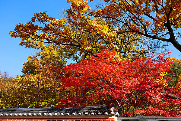 포토 JPG 해외이미지 주간 단풍 자연 하늘 단풍나무 풍경 사람없음 야외 가을풍경 가을 기와담장 해외포토 자연요소 나무 계절 잎 기와 담장 생태계 파일형식 가을_계절 이미지허브