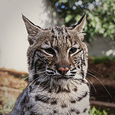 포토 JPG 해외이미지 동물 얼굴 야생동물 캐나다 포유류 자연 수염 털 청년 사람없음 야외 청춘 고양이 미국 줄무늬 점 중앙 작음 모피 코 꼬리 육식동물 북쪽 동쪽 서쪽 해외포토 컨셉 북아메리카 무늬 성인 신체부위 반려동물 크기 방향 생태계 파일형식 이미지허브