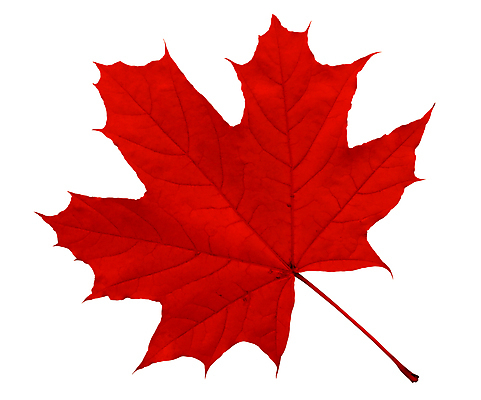 포토 JPG 해외이미지 나무 식물 1 계절 클리핑패스 줄기 백그라운드 단풍 잎 자연 건조 사람없음 빨간색 뷰티 활발 흰색 황금 숲 9월 오브젝트 싱글 정맥 10월 내추럴 고립 땅바닥 해외포토 컬러 컨셉 바닥 날짜 생태계 혈관 파일형식 이미지허브