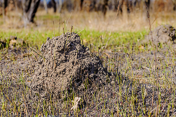 포토 JPG 해외이미지 지구 백그라운드 겨울 밭 농업 자연 풍경 잔디 사람없음 초록색 갈색 환경 흙 손상 시골 신선 구멍 땅 묘사 언덕 유기농 원예 질감 먼지 진흙 내추럴 두더지 땅바닥 세련 해외포토 식물 웰빙 계절 산업 컬러 컨셉 바닥 취미 생태계 파일형식 이미지허브