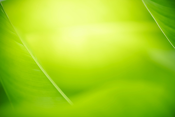 포토 JPG 해외이미지 나무 식물 계절 백그라운드 컨셉 잎 패턴 자연 벽지 추상 잔디 사람없음 초록색 여름 빛 컬러풀 햇빛 태양 뷰티 우주 환경 정원 맑음 봄 성장 신선 숲 질감 보케 부드러움 내추럴 블러 생태학 지구의날 카피스페이스 그리너리 효과 해외포토 자연요소 교육 기념일 컬러 무늬 날씨 공백 감각 생태계 파일형식 트랜드컬러 이미지허브