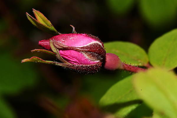 포토 JPG 해외이미지 나무 식물 꽃 잎 자연 씨앗 사람없음 뷰티 나뭇가지 개화 관목 그리너리 해외포토 생태계 파일형식 트랜드컬러 이미지허브