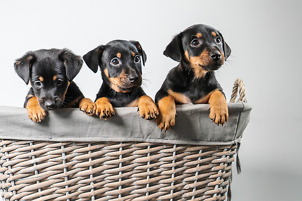 포토 JPG 해외이미지 스튜디오촬영 동물 1 라이프스타일 응시 행복 얼굴 백그라운드 친절 털 실내 3 사랑 앉기 사람없음 반려동물 갈색 평화 귀여움 검은색 침묵 우정 흰색 표현 닫기 개 달콤 강아지 작음 테리어 송곳니 경보 고립 돌봄 유래 해외포토 시선 감정 컬러 컨셉 포유류 모션 내부 생활 신체부위 친구 소리 맛 치아 크기 파일형식 이미지허브